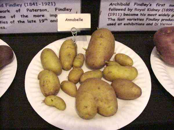 Potatoes,DIVERSITY,english,heirloom,varieties,Annabelle
